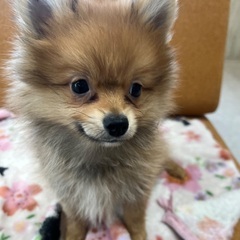 4ヶ月ポメラニアン男の子　里親さん募集中
