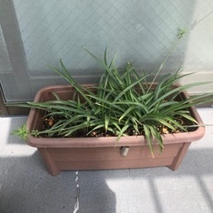 アオオリヅルラン【屋外用】の画像