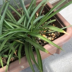 アオオリヅルラン【屋外用】の画像