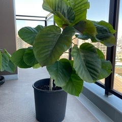 【決まりました】【大処分SALE】観葉植物 フィカス ウンベラータ