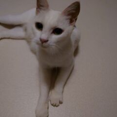 1歳〜2歳くらいのメス猫ちゃん🐾