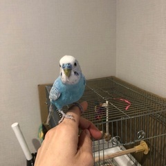 セキセイインコ　水色と白