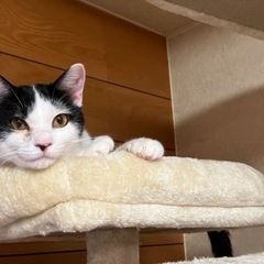 『お話中のため一時停止』猫も犬も人も大丈夫なベタアマな男のコです♪