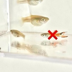 グッピー 3匹 メス