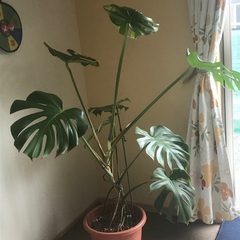 モンステラ
