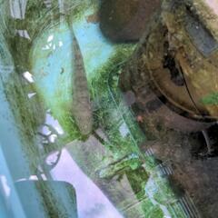 日本淡水魚の画像
