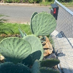 うちわサボテン　カットの画像