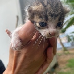 子猫3匹　生後約1ヶ月未満