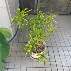 観葉植物　コルディリネ系