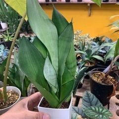 観葉植物　サンスベリア