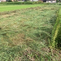 樹木の伐採、剪定、草刈りやります！見積無料！ - 富山市