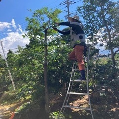 樹木の伐採、剪定、草刈りやります！見積無料！ - 剪定/造園