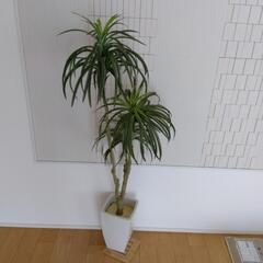 観葉植物