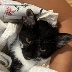 【候補者様とお話し中】仔猫を保護しました🐈‍⬛里親募集 - 浜松市