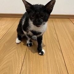 【候補者様とお話し中】仔猫を保護しました🐈‍⬛里親募集 - 猫