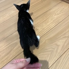 【候補者様とお話し中】仔猫を保護しました🐈‍⬛里親募集 − 静岡県