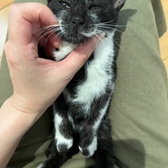 【候補者様とお話し中】仔猫を保護しました🐈‍⬛里親募集 - 里親募集