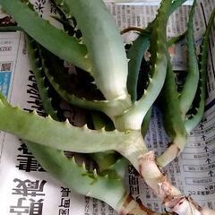 キダチアロエ