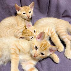 生後3ヶ月の茶色の３きょうだい