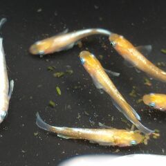 メダカ（エンペラー ①）《2023年生：幼魚》１匹あたり