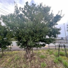 剪定が出来る方をご紹介下さい