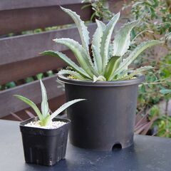 アガベ/アメリカーナ エクスパンサ メディオピクタ パリーダ(Agave Americana expansa mediopicta pallida/カキ仔)-①の画像