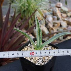アガベ/アメリカーナ エクスパンサ メディオピクタ パリーダ(Agave Americana expansa mediopicta pallida/カキ仔)-①の画像