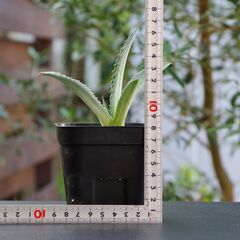 アガベ/アメリカーナ エクスパンサ メディオピクタ パリーダ(Agave Americana expansa mediopicta pallida/カキ仔)-①の画像