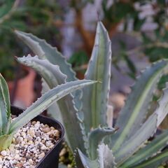 アガベ/アメリカーナ エクスパンサ メディオピクタ パリーダ(Agave Americana expansa mediopicta pallida/カキ仔)-①の画像