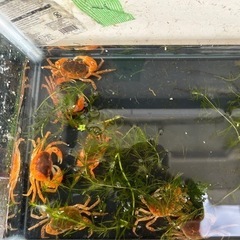 敬老の日セール❗️サワガニ１匹　100円　無くなり次第　