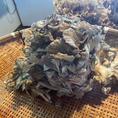 天然舞茸1300g の画像