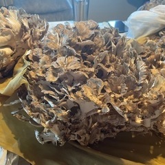 天然舞茸1300g の画像