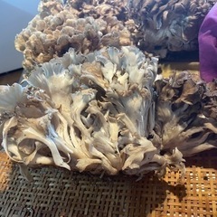 天然舞茸1300g の画像