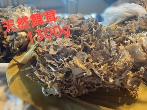 天然舞茸1300g