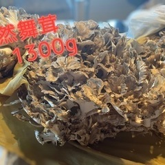 天然舞茸1300g 
