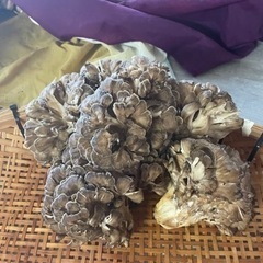 天然舞茸800gの画像