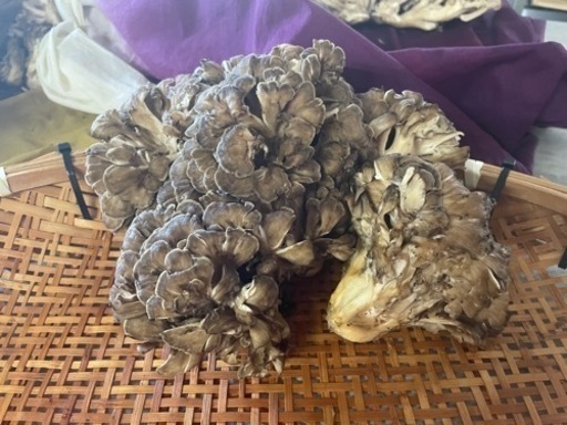 天然舞茸800g