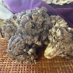 天然舞茸800gの画像