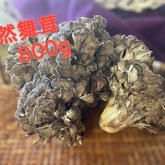 天然舞茸800g