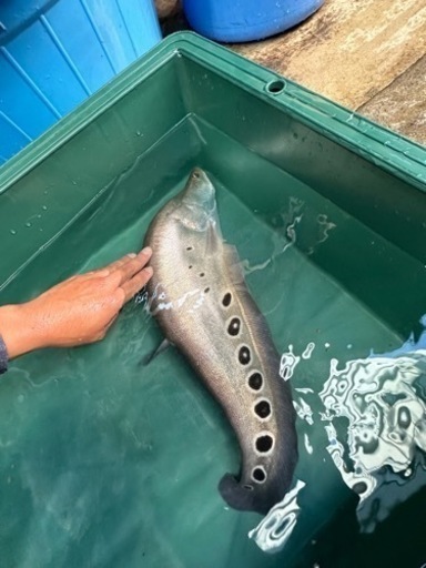 スポットナイフ　スポッテットナイフ　スポット多め