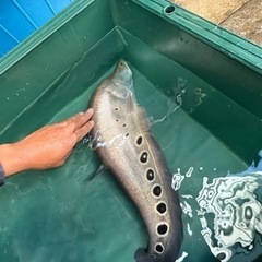 スポットナイフ　スポッテットナイフ　スポット多め