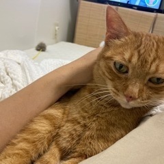 迷い猫探してます。目撃情報等ください。