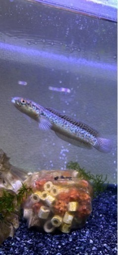 スターダストダイヤモンドコウタイ