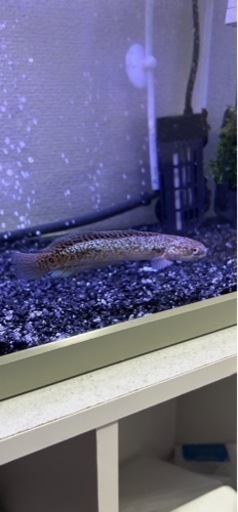 スターダストダイヤモンドコウタイ