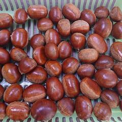 【予約制】中津川産の栗