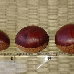 【予約制】中津川産の栗の画像