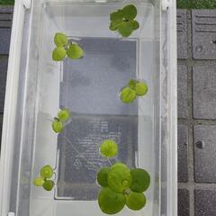 メダカや金魚の水槽にいかがですか。