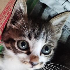 子猫約1.5ヶ月の里親さん募集です