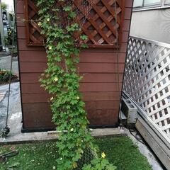 ゴーヤの苗　2本入り　引取り決定しました。の画像