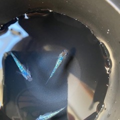 メダカ サファイア 5匹 1,000円